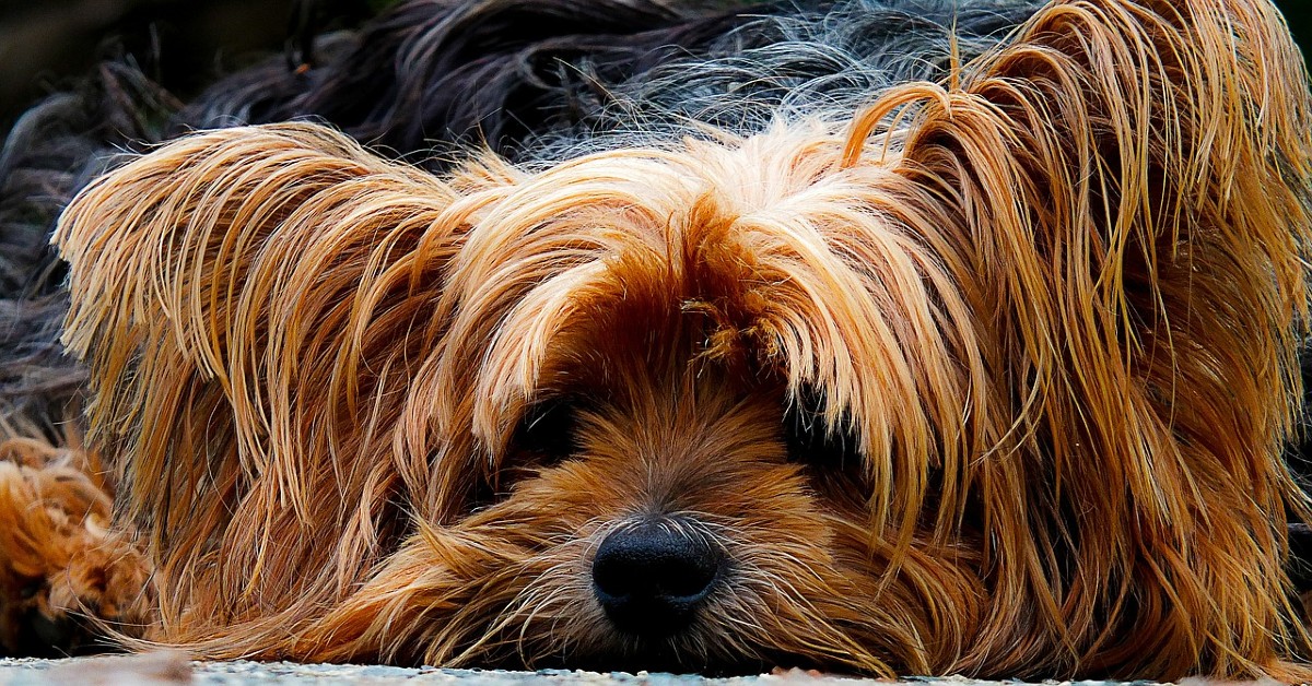 Yorkshire Terrier: carattere e temperamento di questo cane