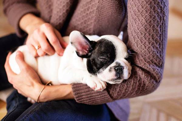 adottare un cucciolo