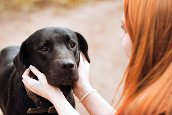 consolare il cane triste