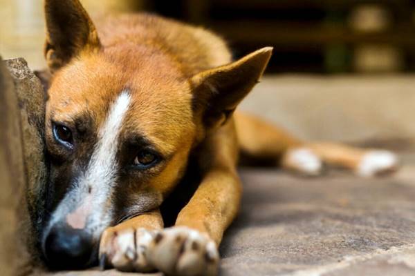 cane spaventato dalle persone