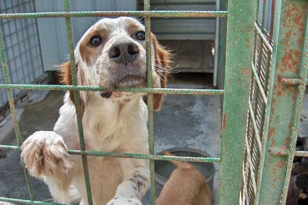 cane ospitato all'interno di un canile