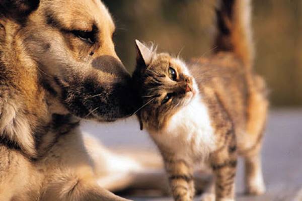 cane e gatto possono andare d'accordo