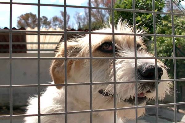 cane in canile in attesa di adozione