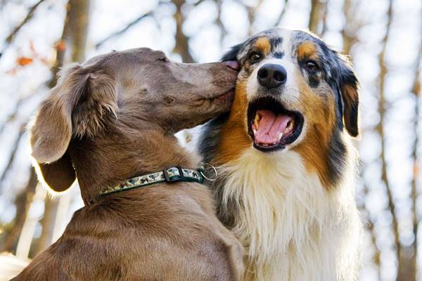 cani che fanno amicizia