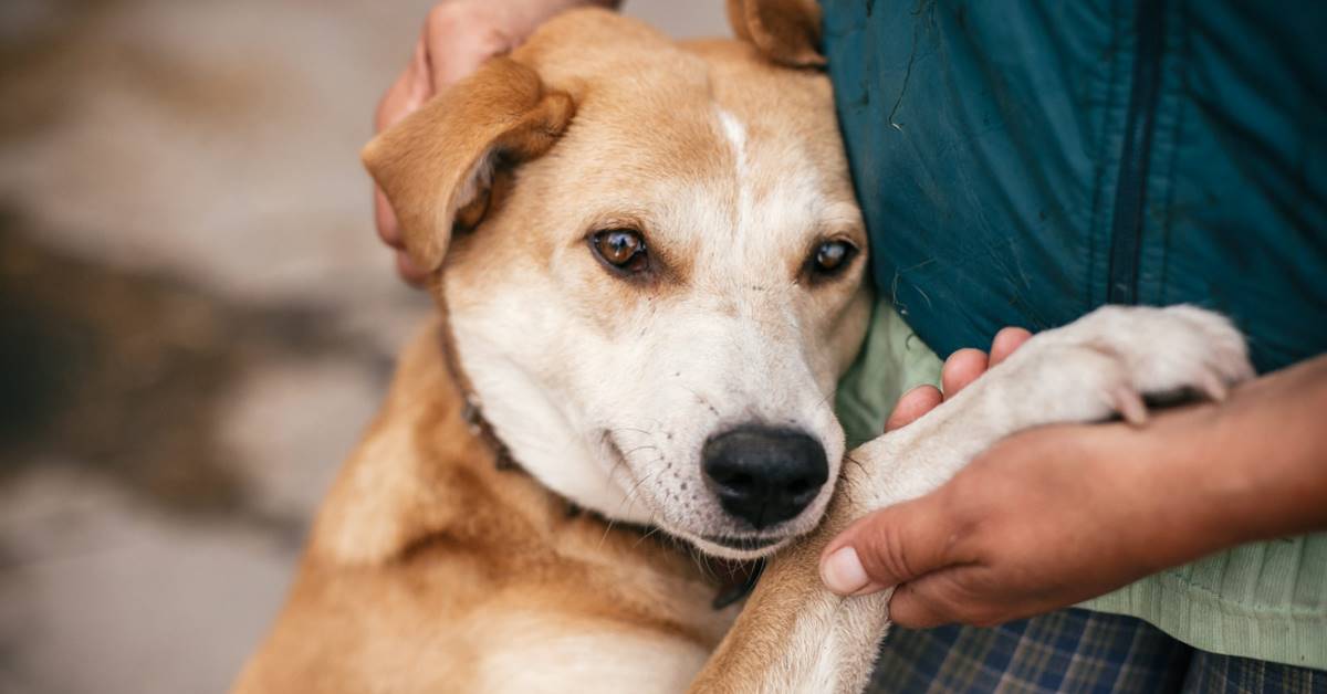 Cani, dove adottarli in Sicilia: piccola guida