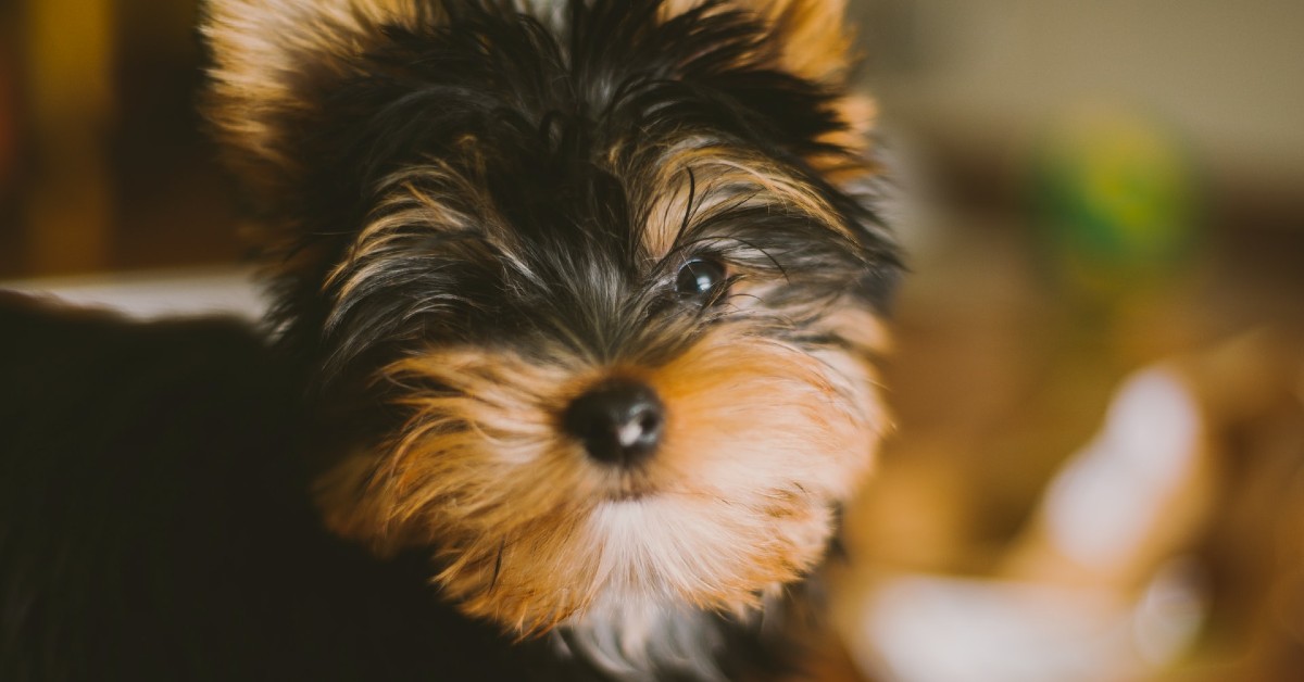 Cuccioli di Yorkshire Terrier, tutte le cure da dargli fin dall’inizio