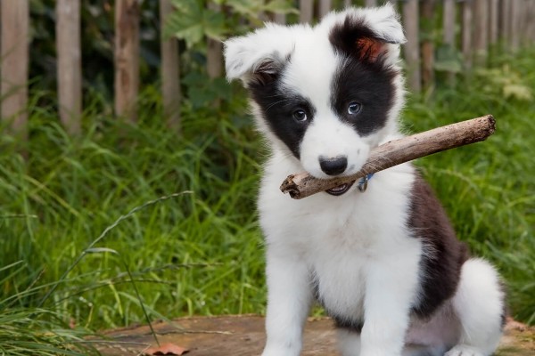 cane bianco e nero