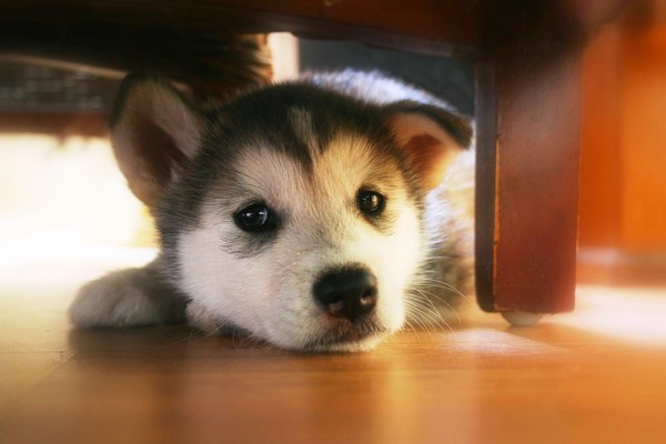 cane sotto il tavolo
