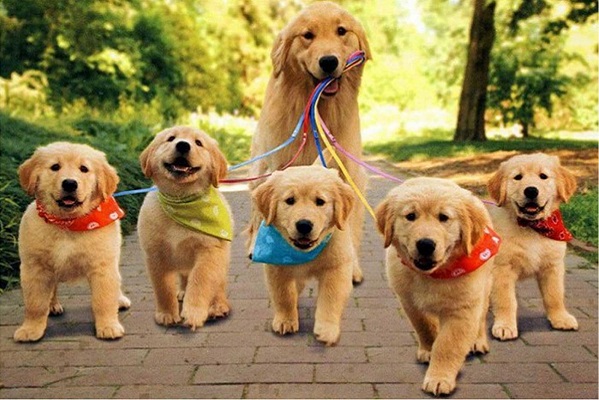 cuccioli di cane a passeggio con la mamma