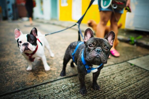 guinzaglio doppio per il cane