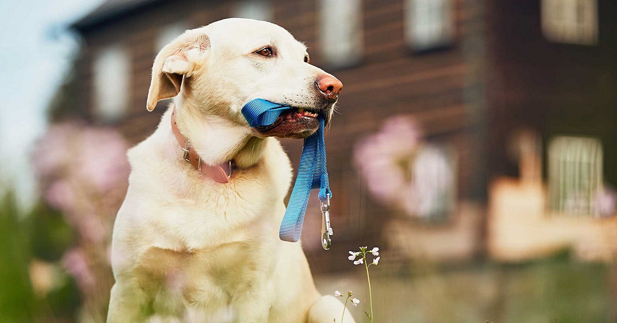 Cucciolo di cane e guinzaglio: qual è quello davvero perfetto?