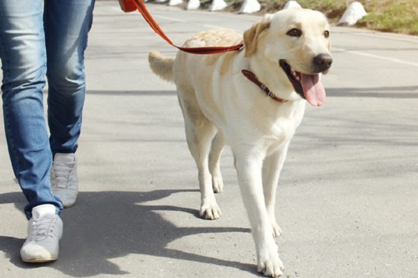 guinzaglio retrattile perfetto per il cane