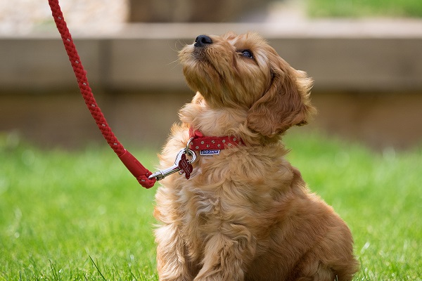 cane al guinzaglio