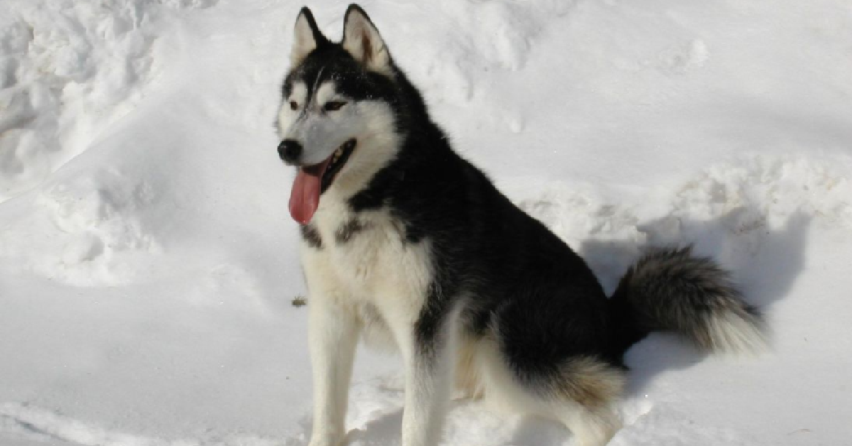 Husky ama farsi il bagno immerso nel ghiaccio (VIDEO)