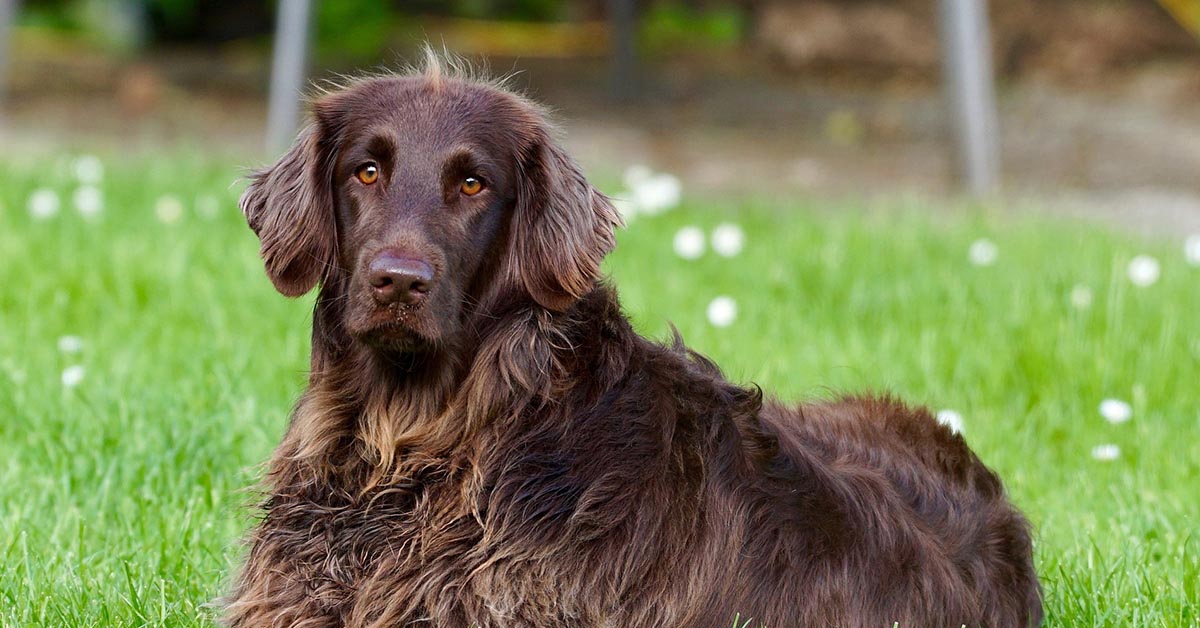 I cani possono mangiare cibi crudi? Quali sono le conseguenze?