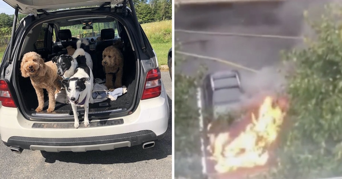 Il salvataggio di 3 cuccioli intrappolati in un’auto in fiamme (VIDEO)