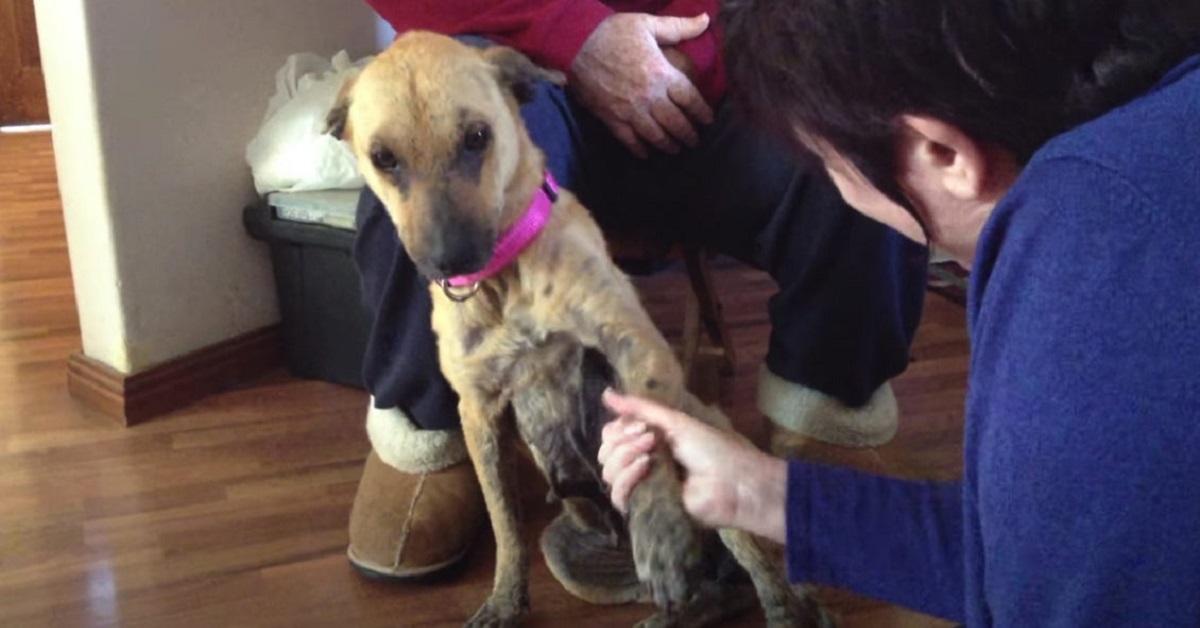 Il salvataggio di Lemming, un cane maltrattato e traumatizzato (VIDEO)
