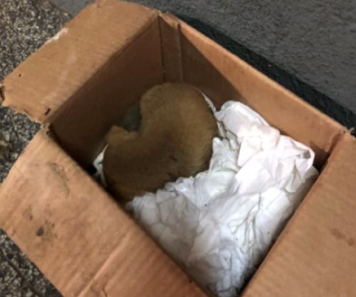 cagnolina luna salvata camion spazzatura