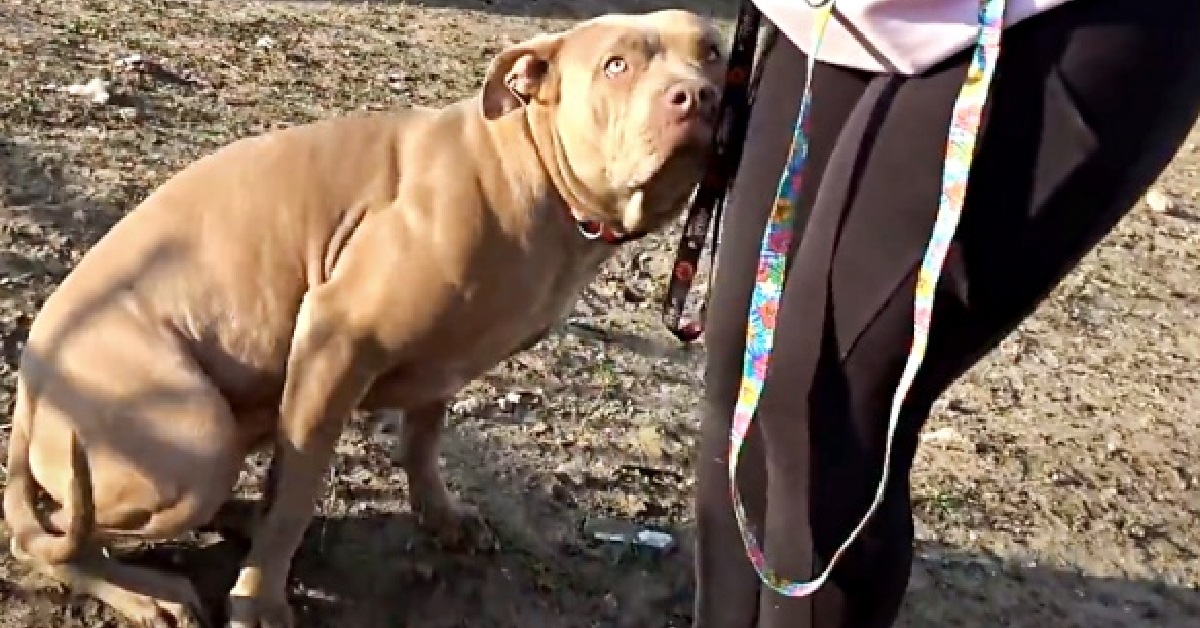 Il salvataggio di Maple, il pitbull abbandonato nel cortile (VIDEO)