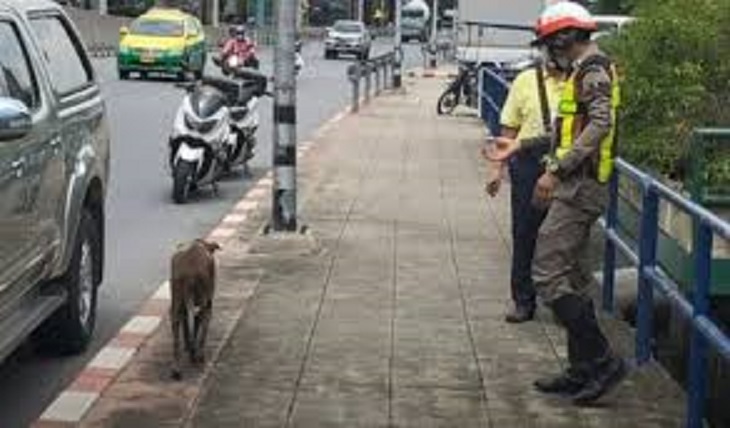 cane randagio salvato thailandia caporale