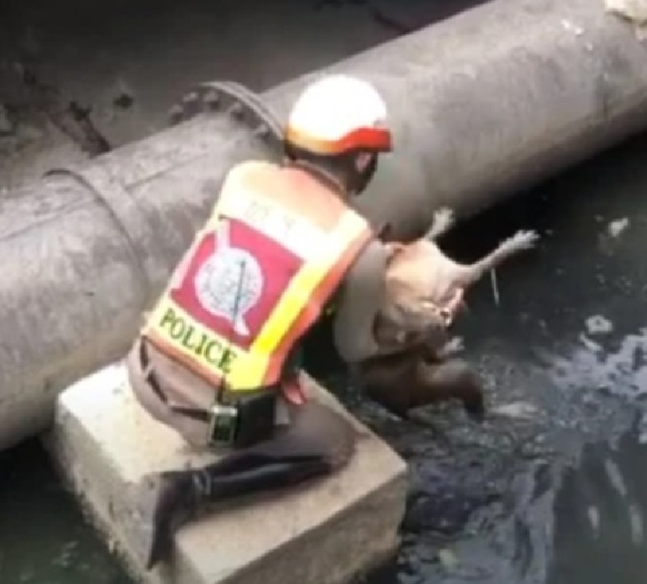 cane randagio tentativo salvataggio