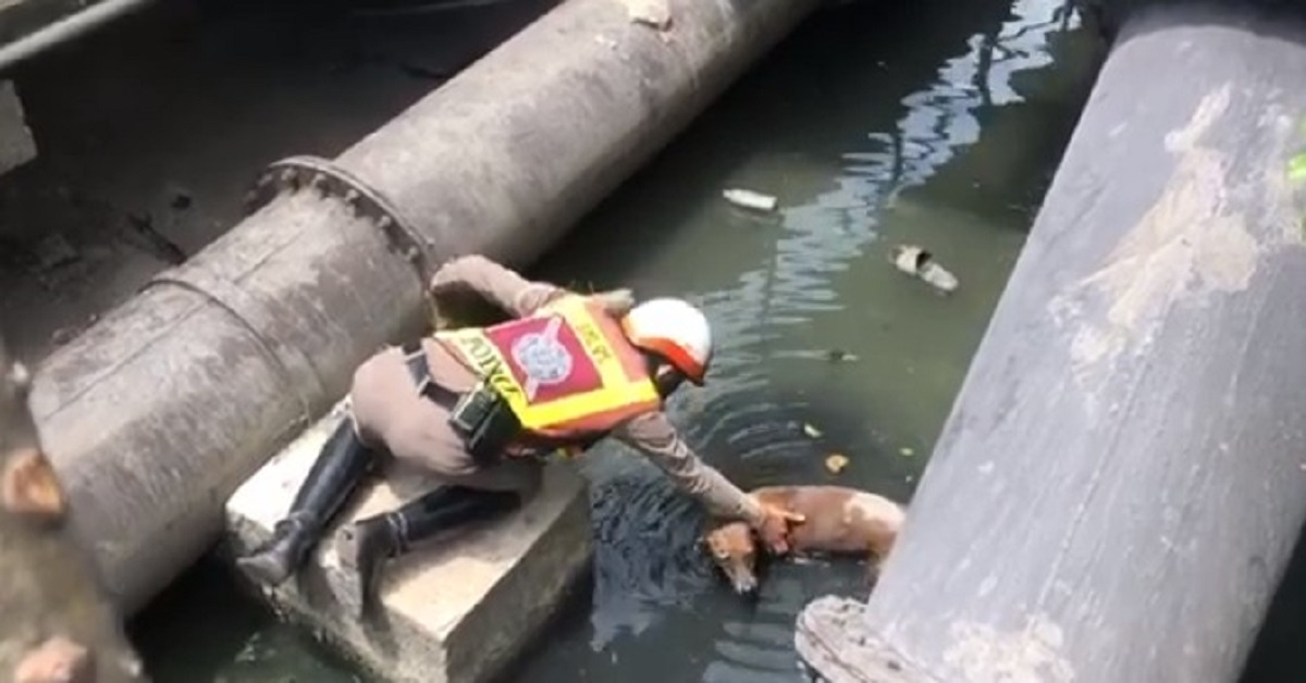 Il salvataggio di un cane caduto in un canale in Thailandia (VIDEO)
