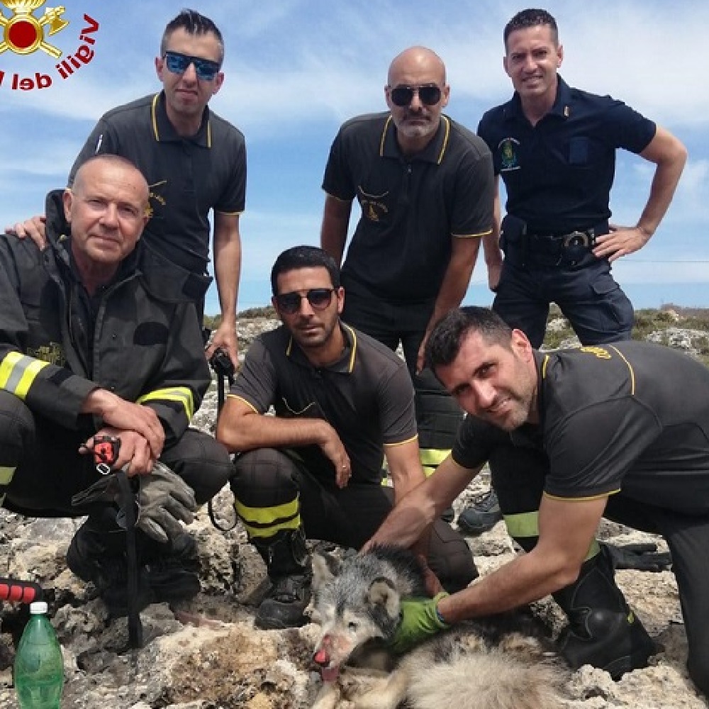 cane husky salvataggio vigili del fuoco