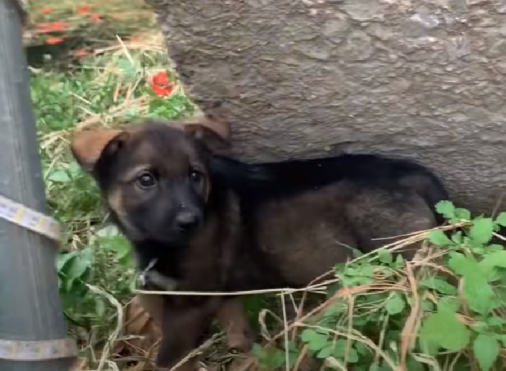 remi cagnolino solo paese