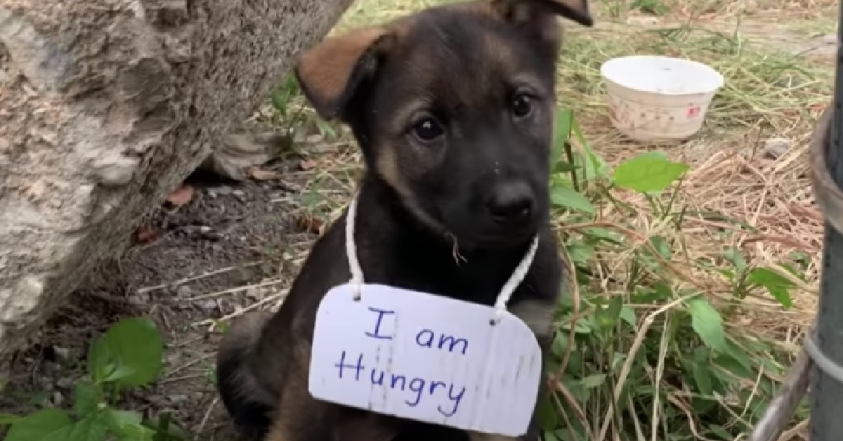 Il salvataggio di un cucciolo con un triste cartello al collo (VIDEO)