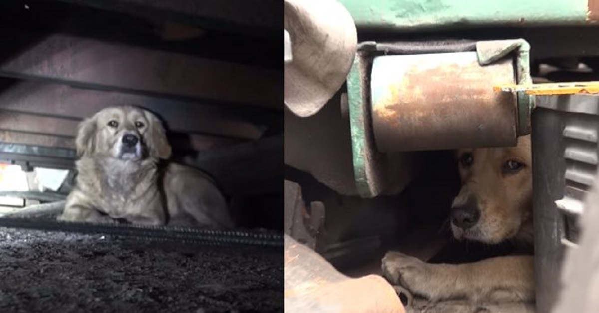 Salvataggio Golden retriever spaventato nascosto sotto il vagone (VIDEO)