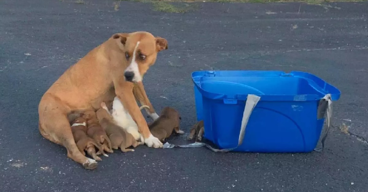 Il salvataggio di una mamma boxer con i suoi cuccioli (VIDEO)