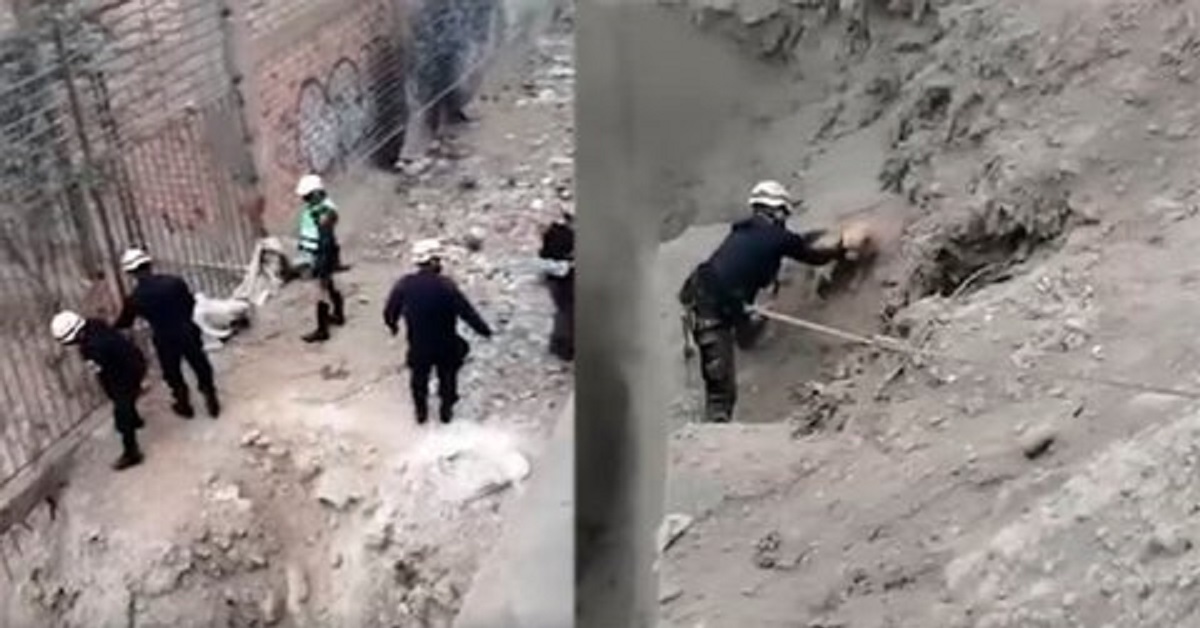 Il salvataggio di uno sfortunato cane caduto in un dirupo (VIDEO)