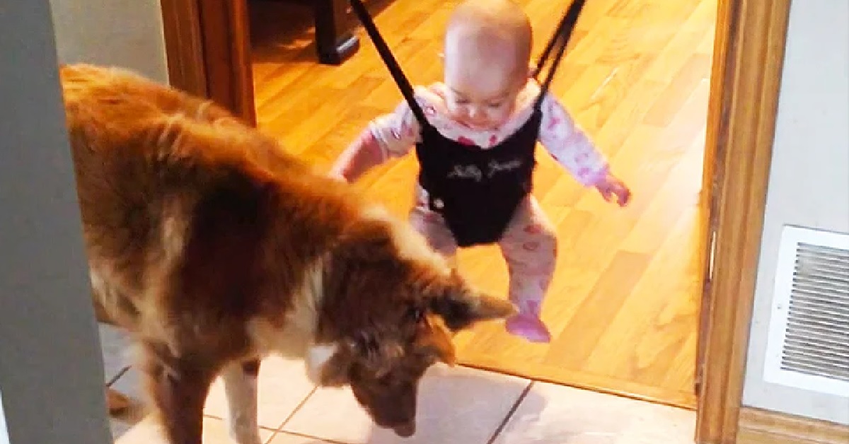 Il simpatico cane insegna alla piccola bimba come saltare (VIDEO)