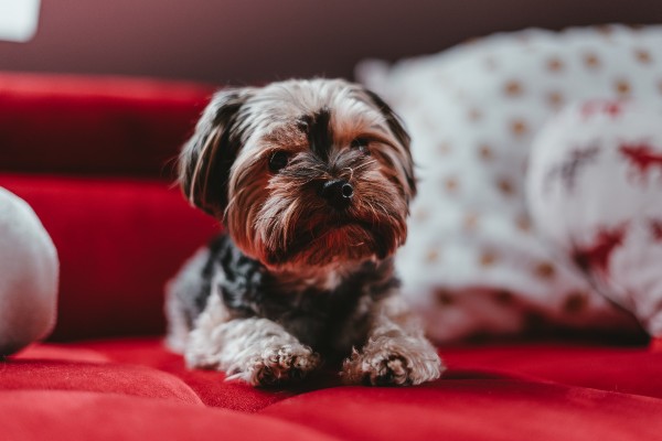 Yorkshire Terrier