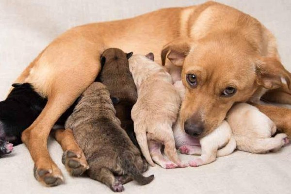 cane con i cuccioli