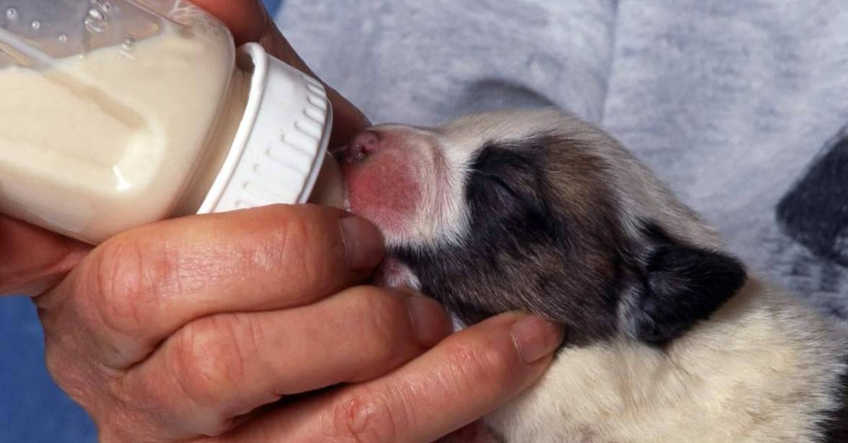 Nutrire cuccioli orfani: come fare, cosa dargli e come curarli