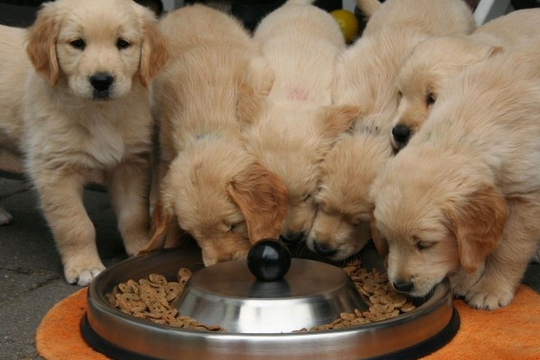 cuccioli che mangiano