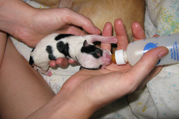 cucciolo che mangia