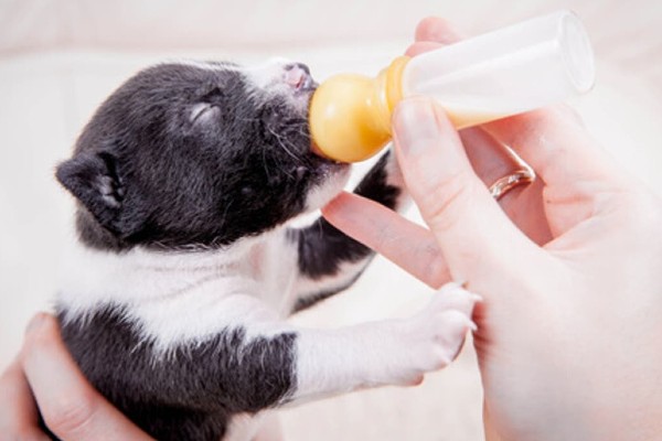 cucciolo beve dal biberon