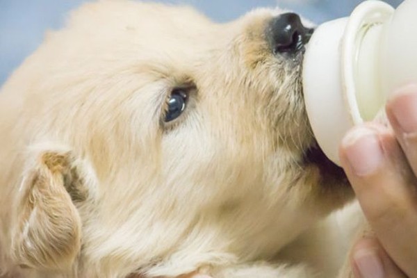 cucciolo beve il latte