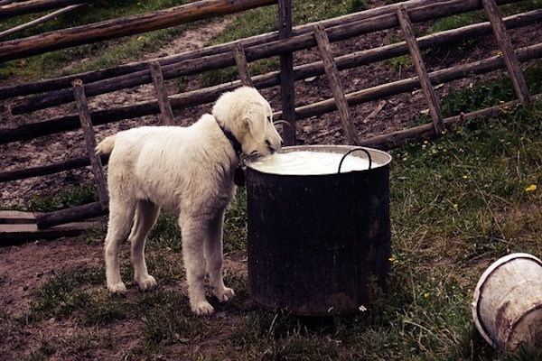 nutrire cane giovane