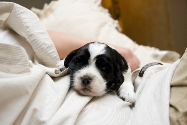 cucciolo di cane dorme dopo cibo