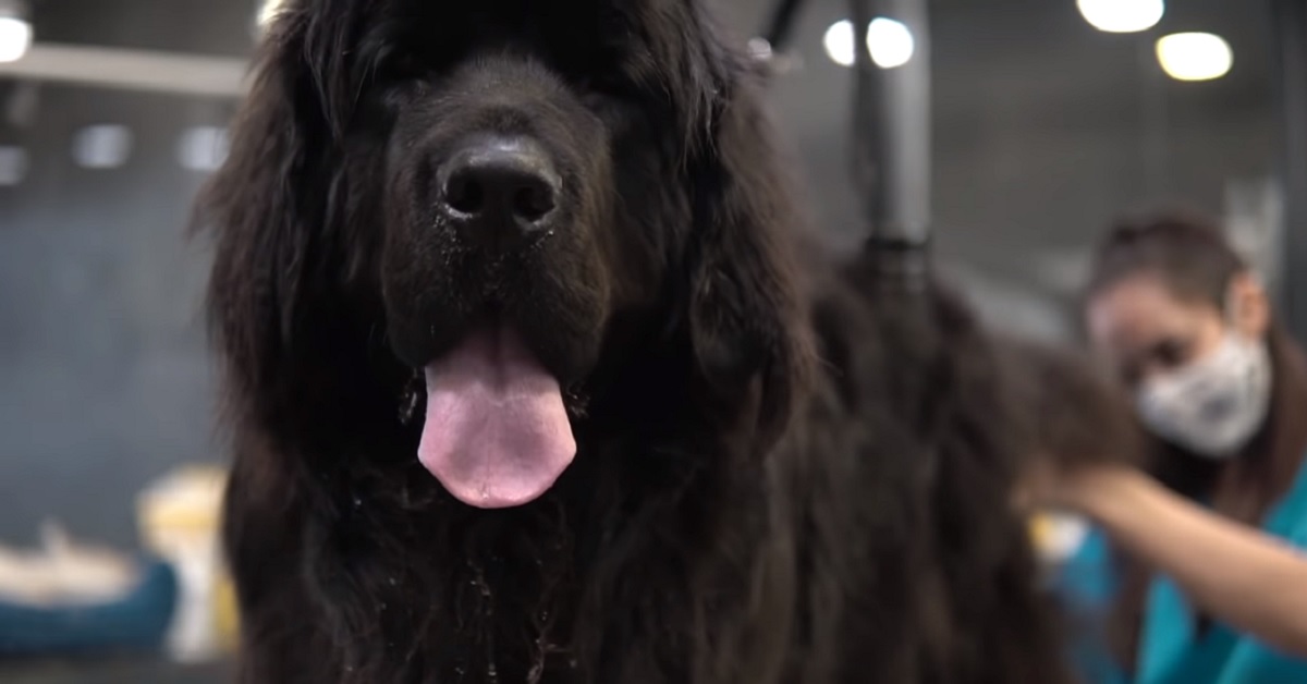 Prima e dopo di un cane terranova dal tolettatore (VIDEO)