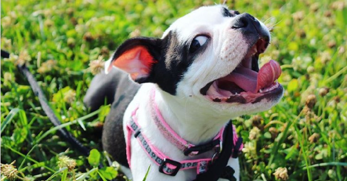 Riley, il Boston terrier si struscia sul tappeto (VIDEO)