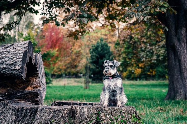 Zwergschnauzer