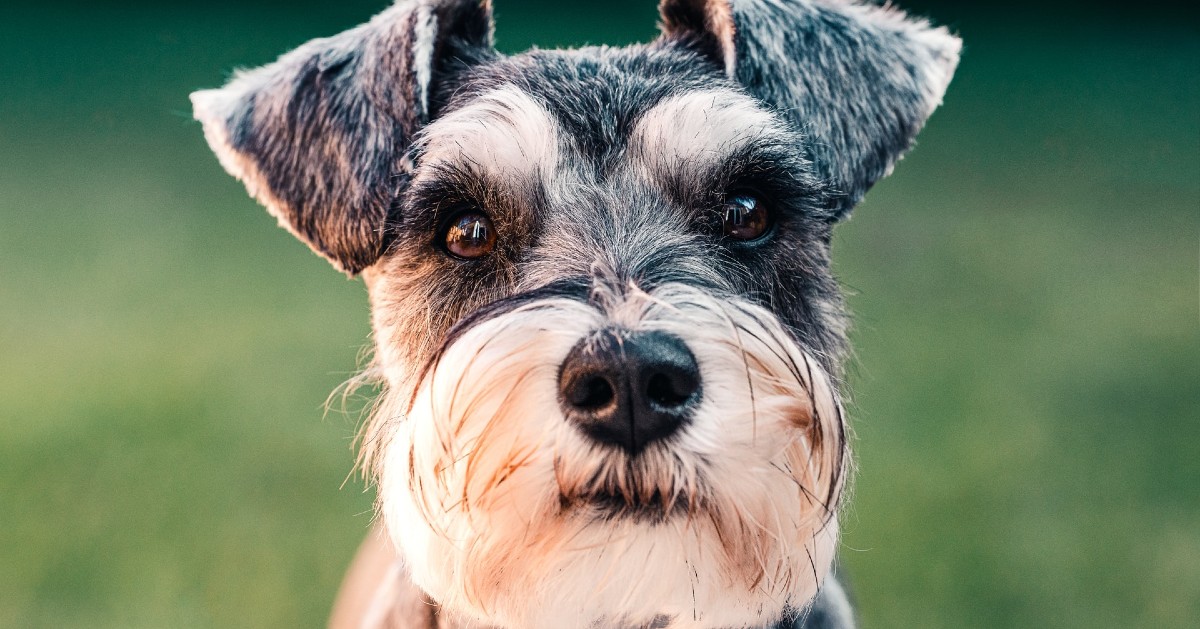 Zwergschnauzer