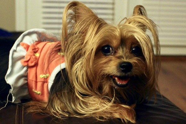 Yorkshire Terrier