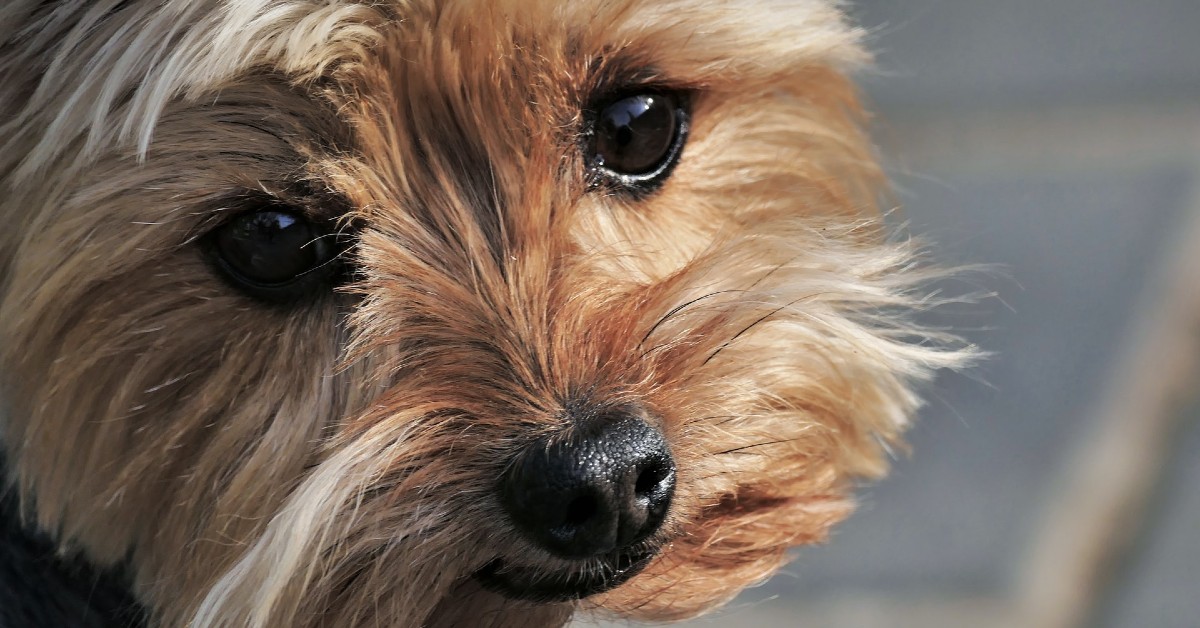 Yorkshire Terrier