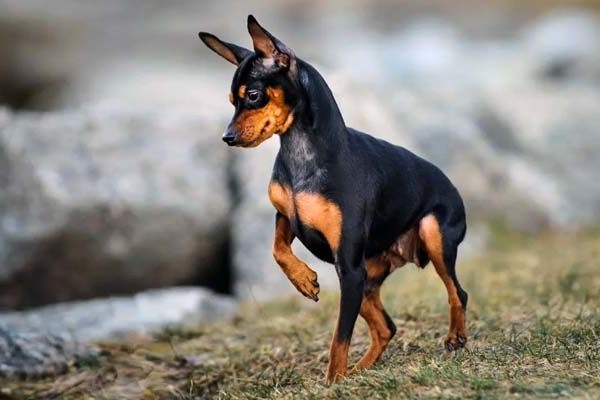 Zwergpinscher