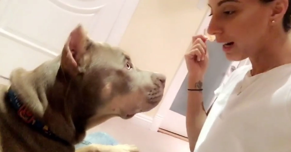 American Bully chiede uno snack in cambio di un bacino (video)